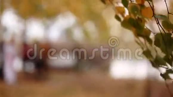 树上的叶子在秋天的森林里摇曳视频的预览图