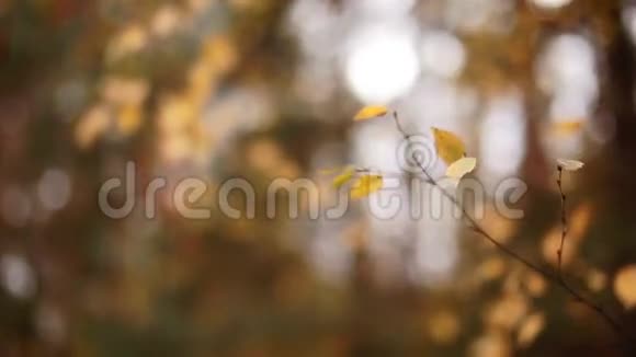 树上的叶子在秋天的森林里摇曳视频的预览图