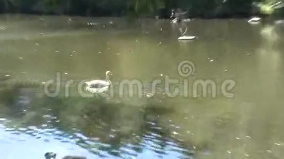 天鹅在水中优雅地滑行视频的预览图