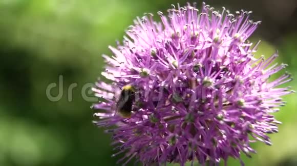 蜜蜂上花特写视频的预览图
