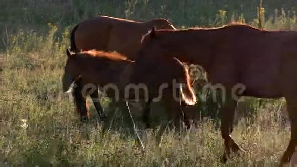 棕色的马走在草地上视频的预览图