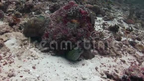 马尔代夫海域海底背景珊瑚斑点莫雷特写镜头视频的预览图
