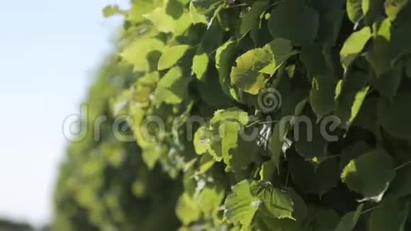 阳光照射在一棵树的绿叶上夏天阳光明媚视频的预览图