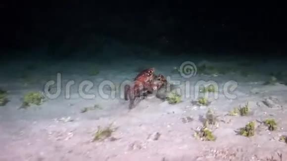 晚上在珊瑚礁上寻找食物的红蟹视频的预览图