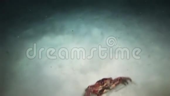 晚上在珊瑚礁上寻找食物的红蟹视频的预览图
