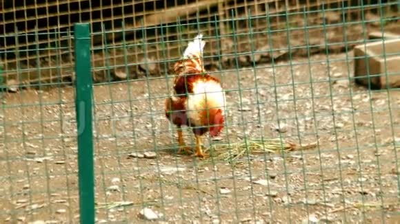 美丽的公鸡正在鸡舍里慢慢地走在地上视频的预览图