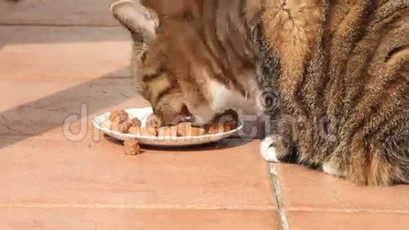 禁忌猫喂罐头食品视频的预览图