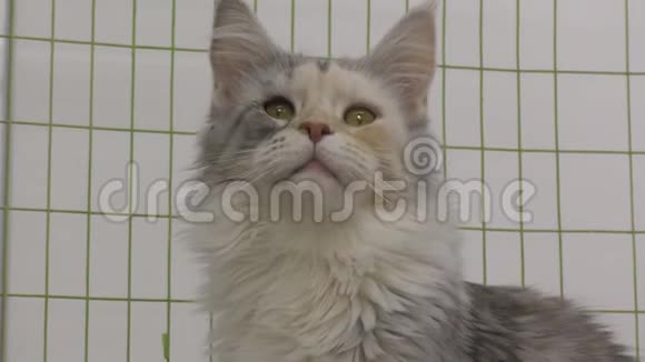 小猫繁殖缅因科视频的预览图
