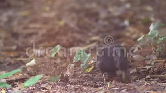 特写镜头灰鸟把虫子从地球上带走鸟把嘴挖到地上慢动作4K视频的预览图