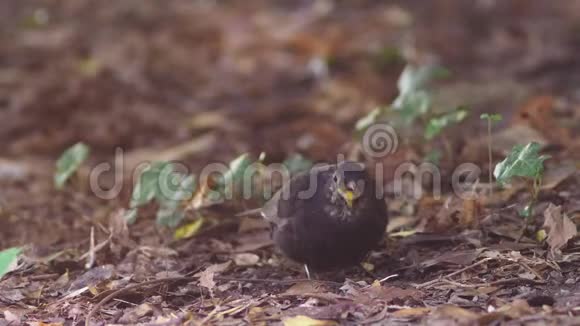 特写镜头灰鸟把虫子从地球上带走鸟把嘴挖到地上慢动作4K视频的预览图