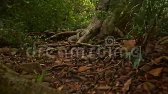 茂密的热带公园狭窄的小径视频的预览图