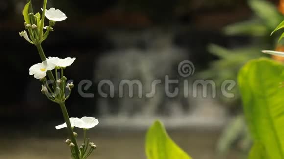 有瀑布背景的白色花朵视频的预览图