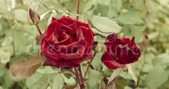 公园里有两朵深红色的玫瑰秋天盛开的玫瑰花丛视频的预览图