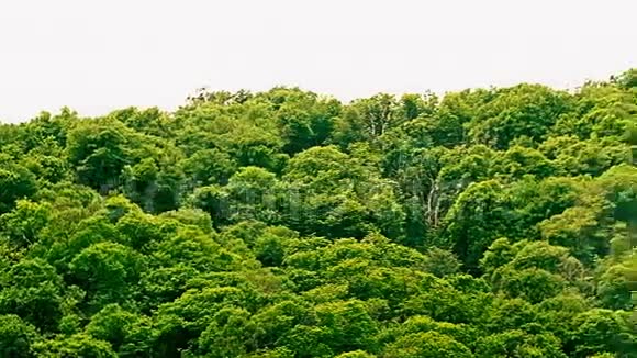这座山上绿树成荫在明亮的夏日灯光下相互依偎视频的预览图