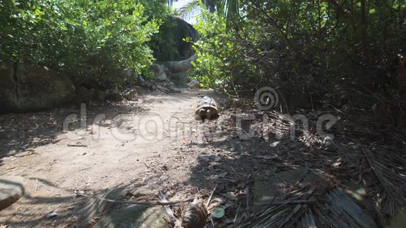 自然界中的奥达布拉巨龟宽视频的预览图