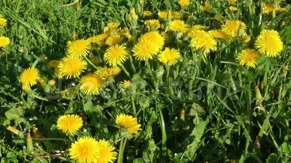 黄蒲公英的花有绿叶的草视频的预览图