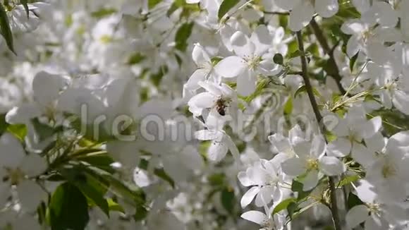 一棵盛开的苹果树上的蜜蜂视频的预览图