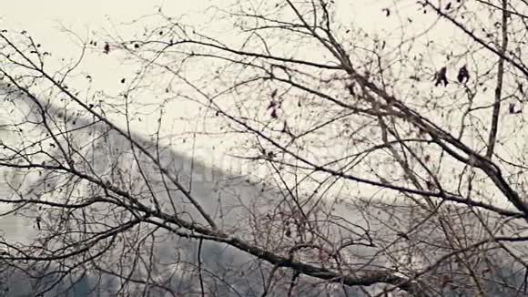 美丽的全景拍摄焦点从裸露的树枝拉到雪山视频的预览图