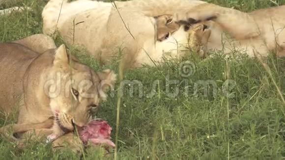 小狮子吃羚羊动作缓慢轮廓平坦视频的预览图