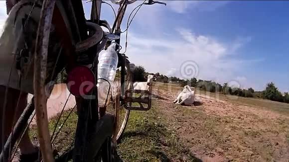 在亚洲60fps慢动作骑自行车的人走过一片清澈的稻田沿途遇到一头牛视频的预览图