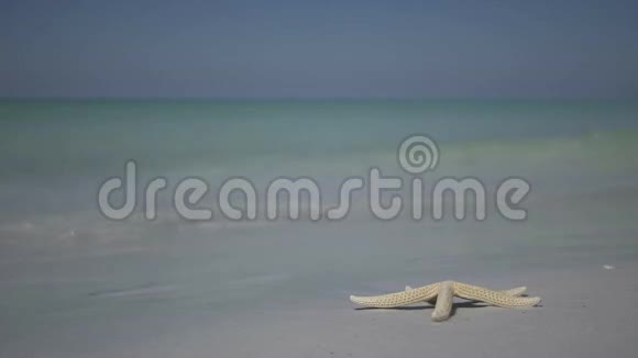 度假村海滩上的海星13个中的3个视频的预览图