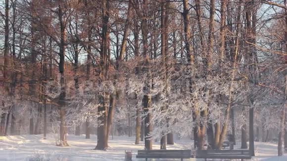 冬季公园有公园长椅河和冬天的树木在明亮的橙色阳光下视频的预览图