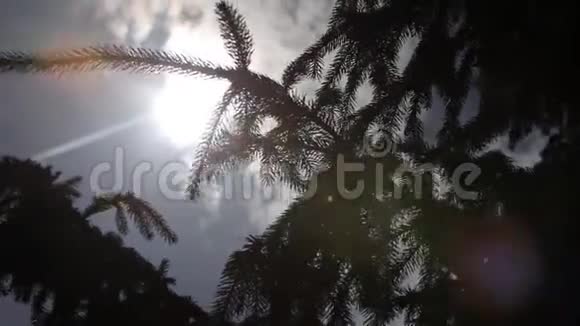 阳光照射在一棵树的绿叶上夏天阳光明媚视频的预览图