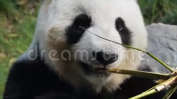 熊猫吃得很近视频的预览图