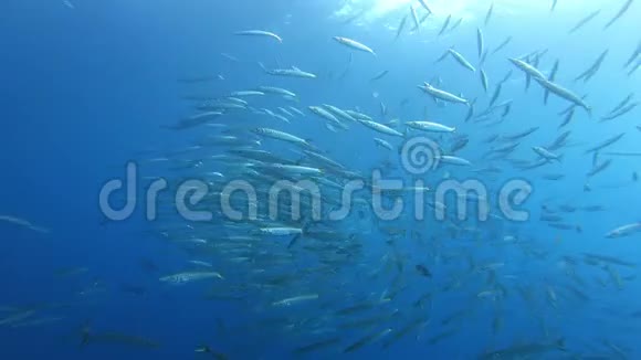 海底野生动物学校梭鱼在干净的蓝色水中视频的预览图