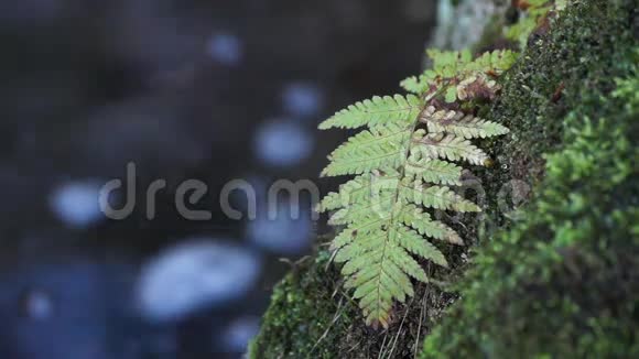 小溪前美丽的蕨类植物视频的预览图