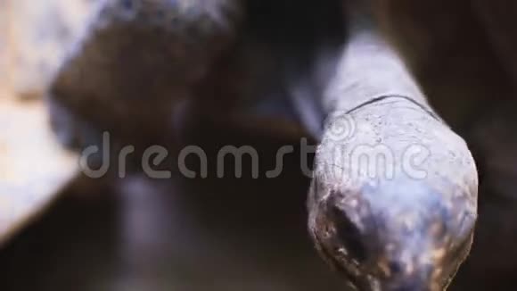 自然界中的奥达布拉巨龟特写镜头视频的预览图