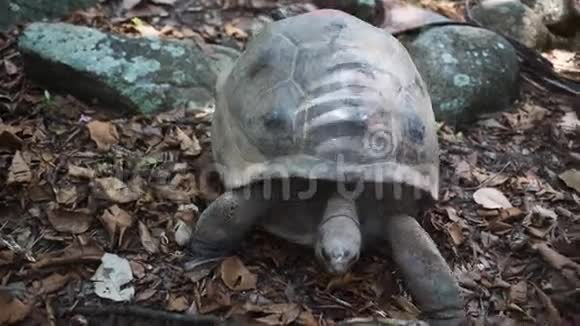 大自然中的奥达布拉巨龟来到镜头前视频的预览图