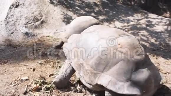 自然界中的奥达布拉巨龟两只动物视频的预览图