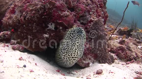 马尔代夫海域海底背景珊瑚斑点莫雷特写镜头视频的预览图