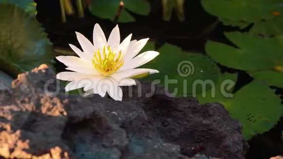 池塘里的白睡莲靠近一块粗糙的岩石视频的预览图