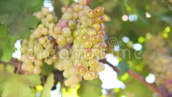 一串葡萄葡萄藤上的白葡萄葡萄藤上成熟的葡萄用来酿造白葡萄酒视频的预览图