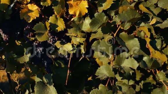 葡萄园成熟葡萄近景复古效果视频的预览图