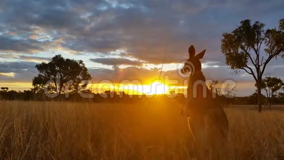袋鼠日落澳大利亚景观视频的预览图