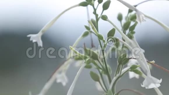 阳光明媚的绿色植物和夏天的花视频的预览图