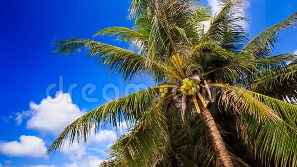 棕榈树枝与椰子对抗蓝天视频的预览图