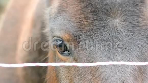 马的脸和眼睛与眼睛和鬃毛的细节特写视频的预览图