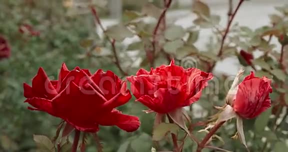 三朵红玫瑰特写花园里美丽的玫瑰丛水平射击有选择的焦点视频的预览图