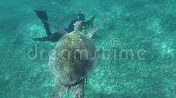 潜水员拍摄一只大海龟视频的预览图