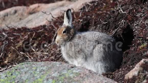 山野兔莱珀斯胆小摆姿势坐在阳光明媚的一天春天在凯恩斯国家公园视频的预览图