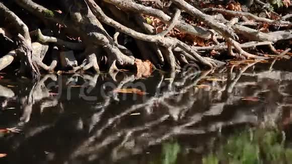 在Crrek银行环路上缠绕的根视频的预览图