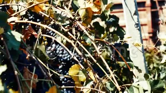 葡萄园成熟葡萄近景复古效果视频的预览图