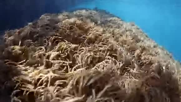 柔软的珊瑚触手在电流中波动视频的预览图