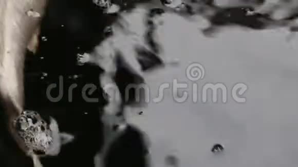 品种锦鲤鱼游于颗粒漂浮的绿水中视频的预览图