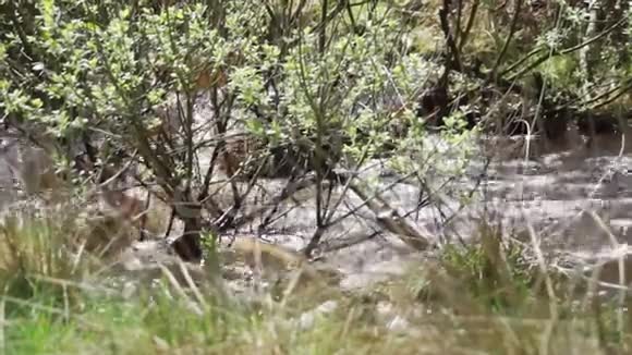 你国家公园里有小溪的密林视频的预览图