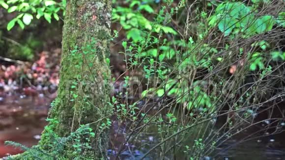你国家公园里有小溪的密林视频的预览图